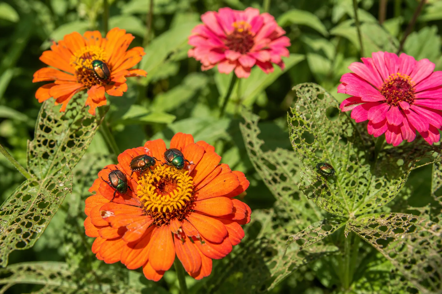 Japanese beetles feeding on orange and pink zinnia petals with skeletonized lacy leaf damage on nearby foliage