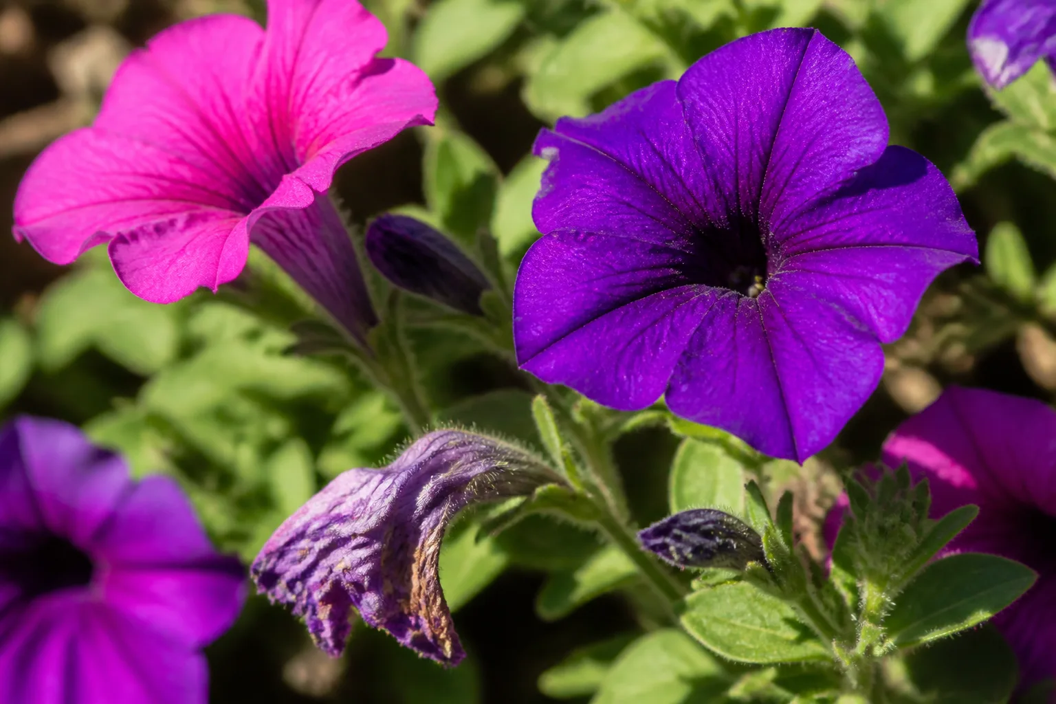 Spent petunia blooms fade on the stem while fresh buds wait to open
