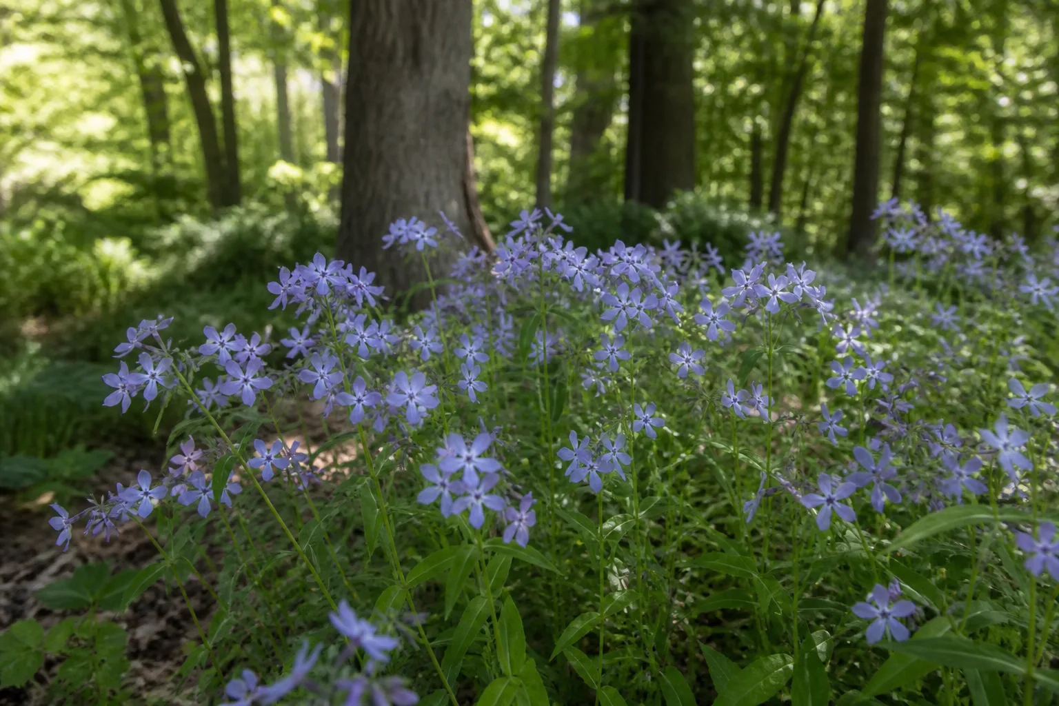 Woodland phlox with periwinkle-blue star-shaped flowers blooming in dappled shade under trees