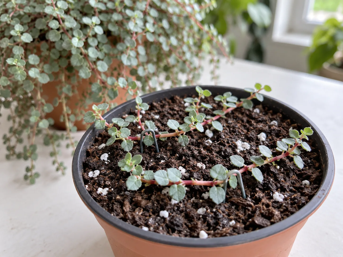Healthy Pilea glauca stem cuttings laid across lightly moist potting mix with nodes in contact