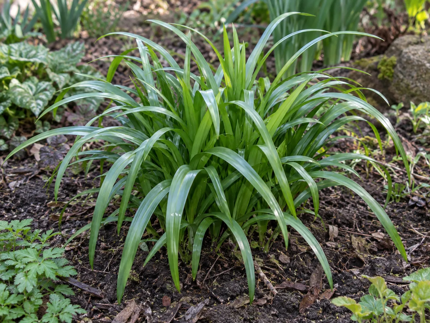 Arching resurrection lily foliage growing in a spring garden before the flowers emerge