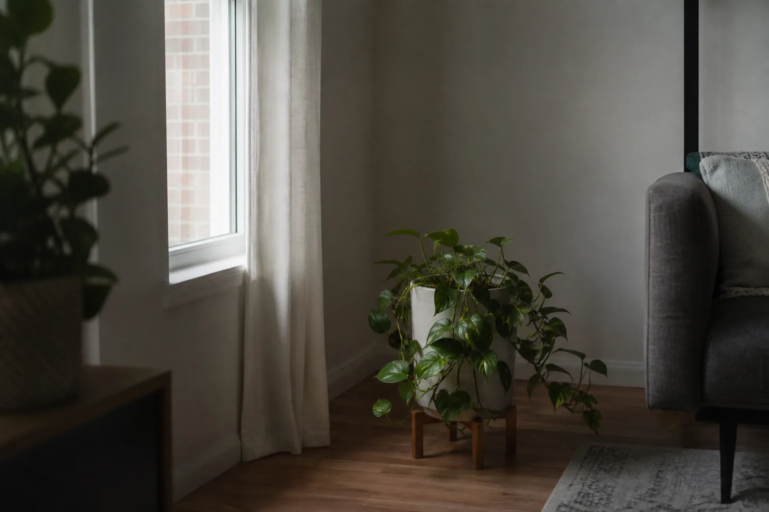 Houseplant in a dim corner far from a bright window