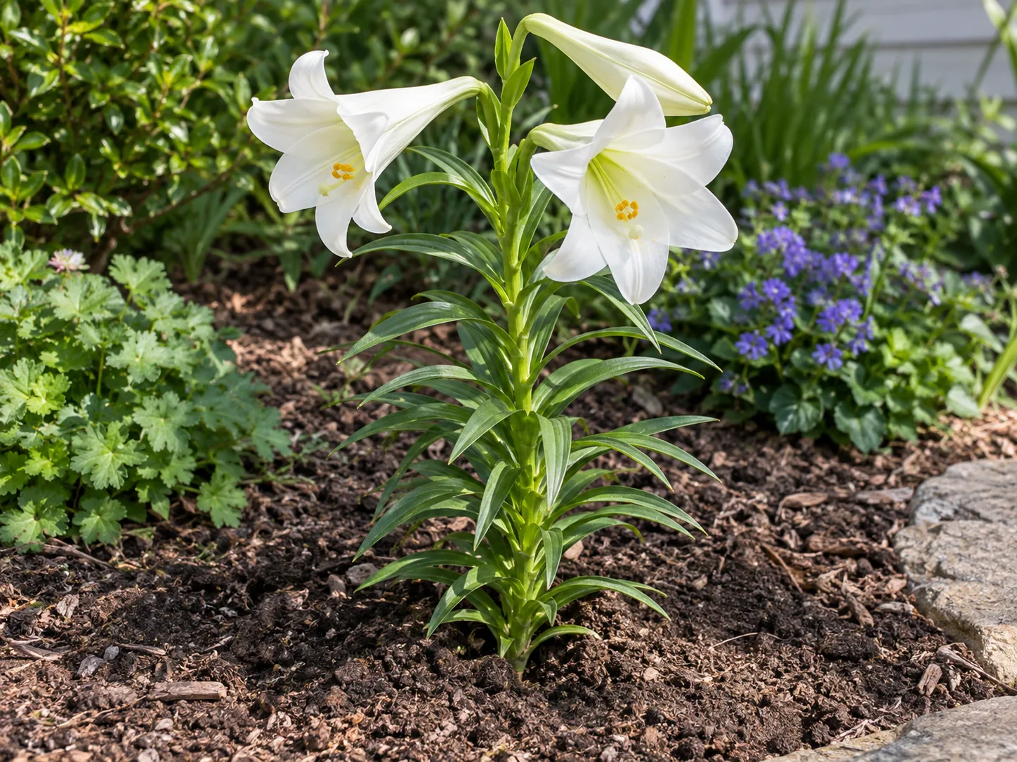 White Easter lily with green leaves planted in a prepared outdoor garden bed