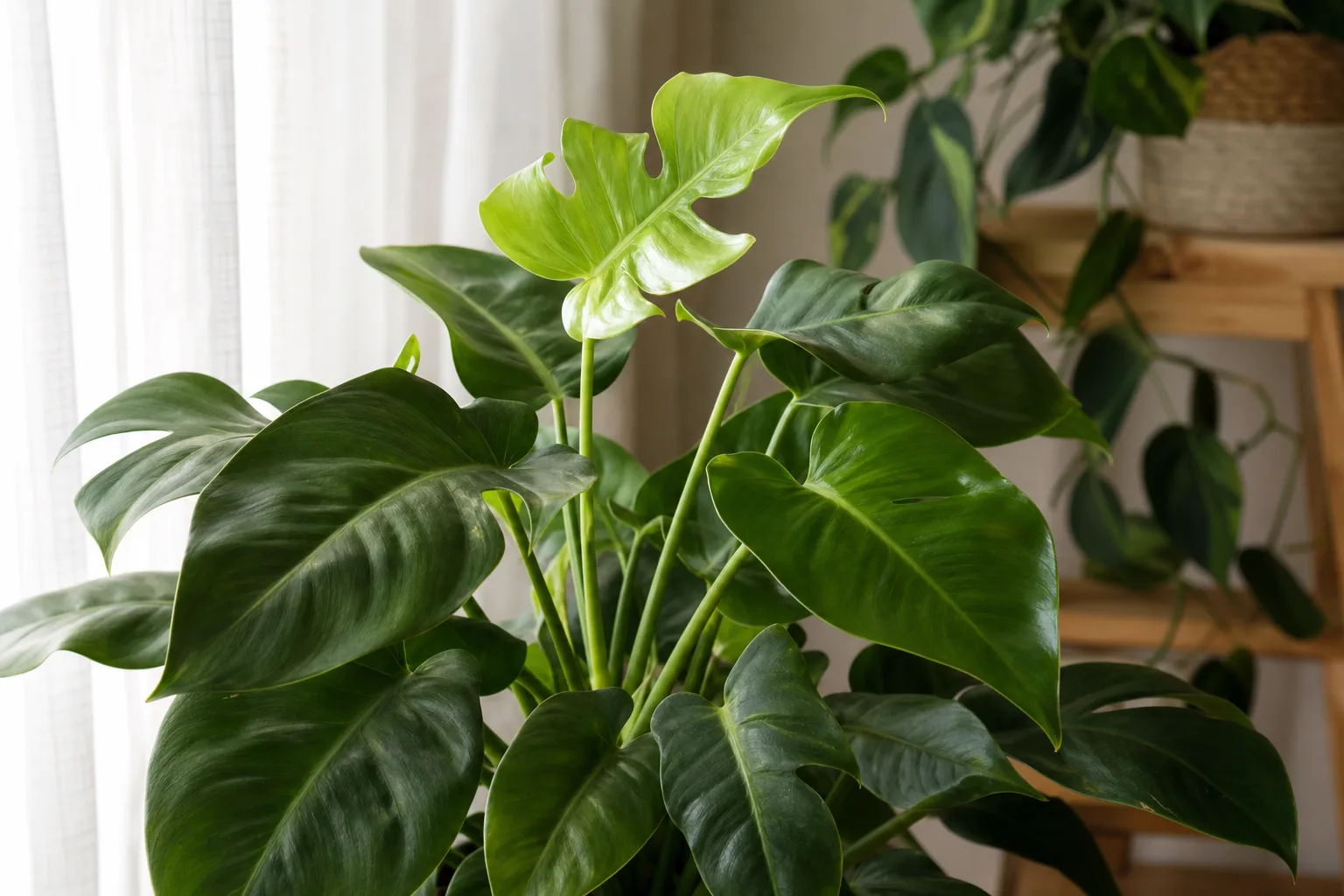 Healthy houseplant with new summer growth emerging near a bright filtered window