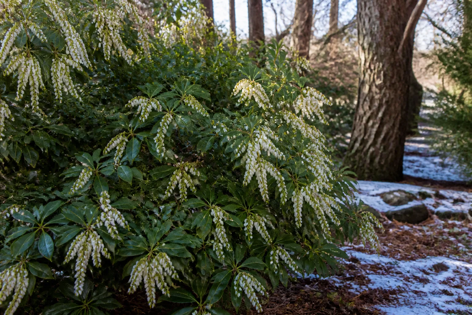 Japanese andromeda pieris with early spring flower clusters on evergreen winter foliage