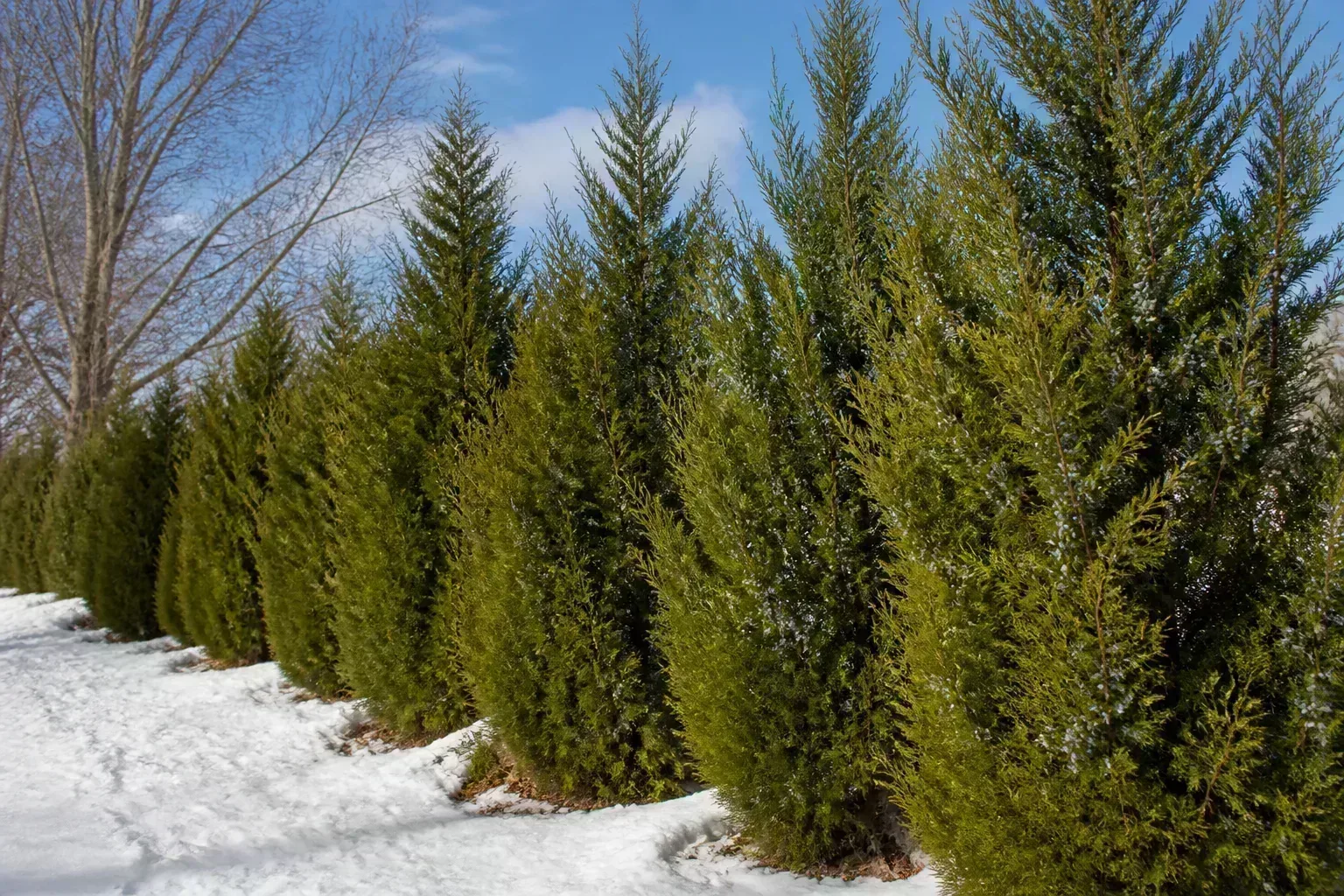 Eastern red cedar evergreen tree with blue-gray berries in a snowy winter landscape