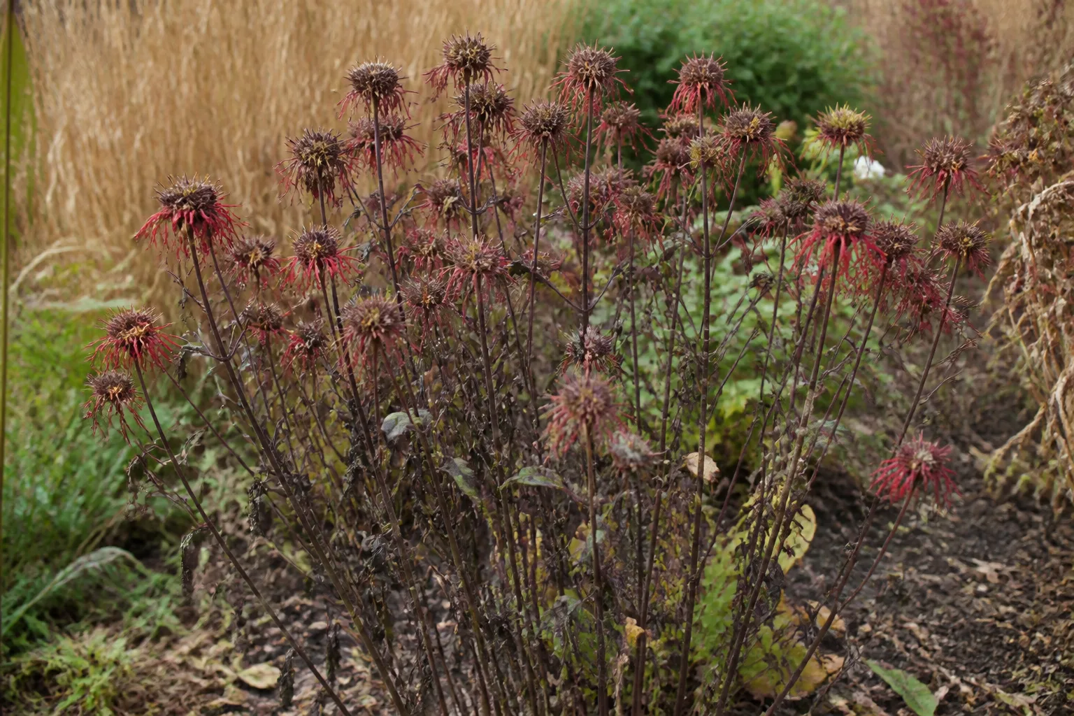Red bee balm with dried late-fall stems in a perennial border