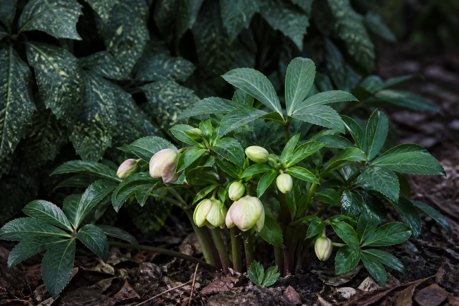 Hellebore with leathery leaves and winter flower buds at the crown
