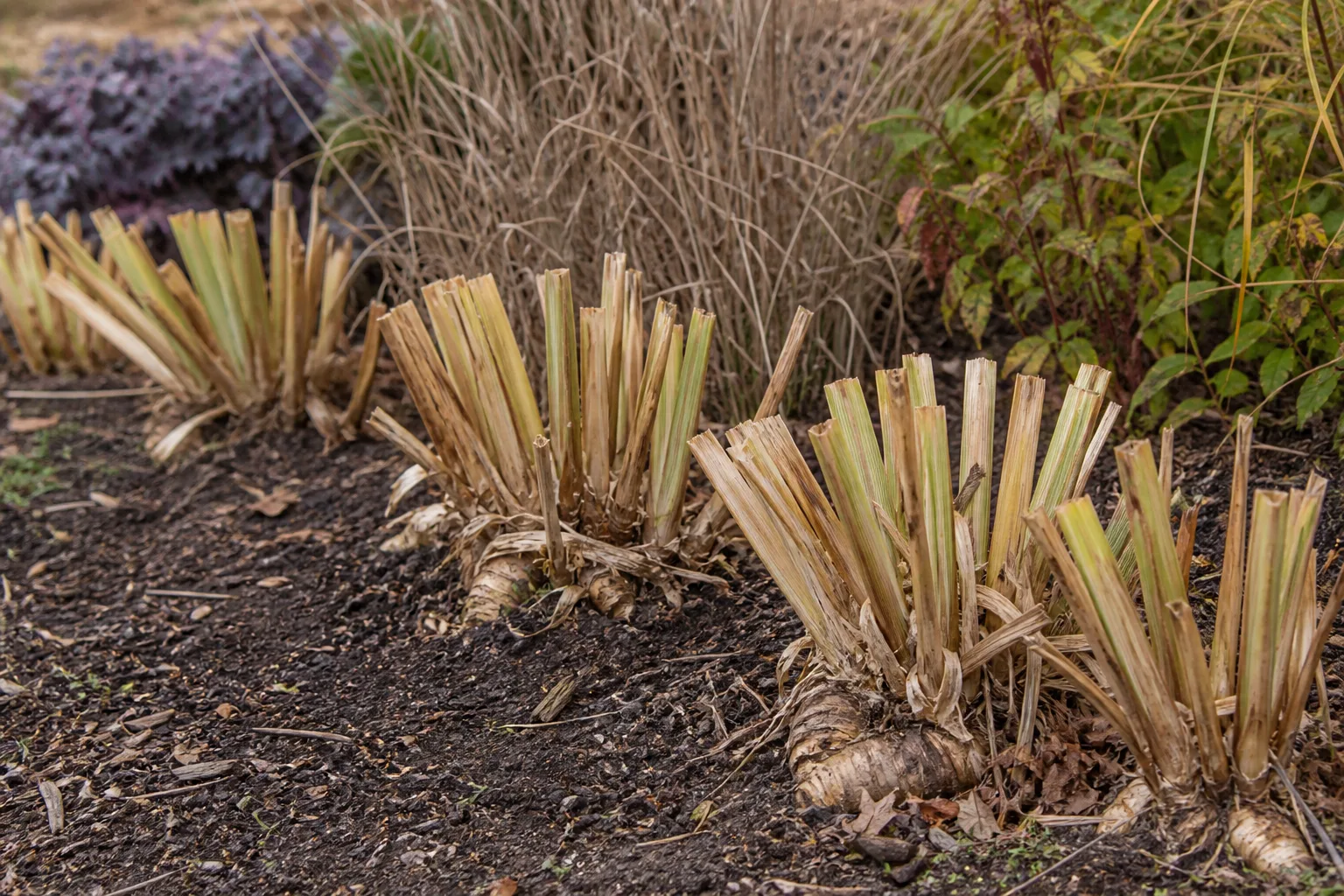 Bearded iris with trimmed fan-shaped leaves above exposed rhizomes in late autumn