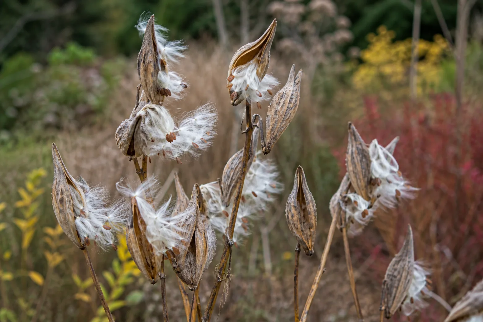 Milkweed supporting monarch caterpillars in a pollinator garden