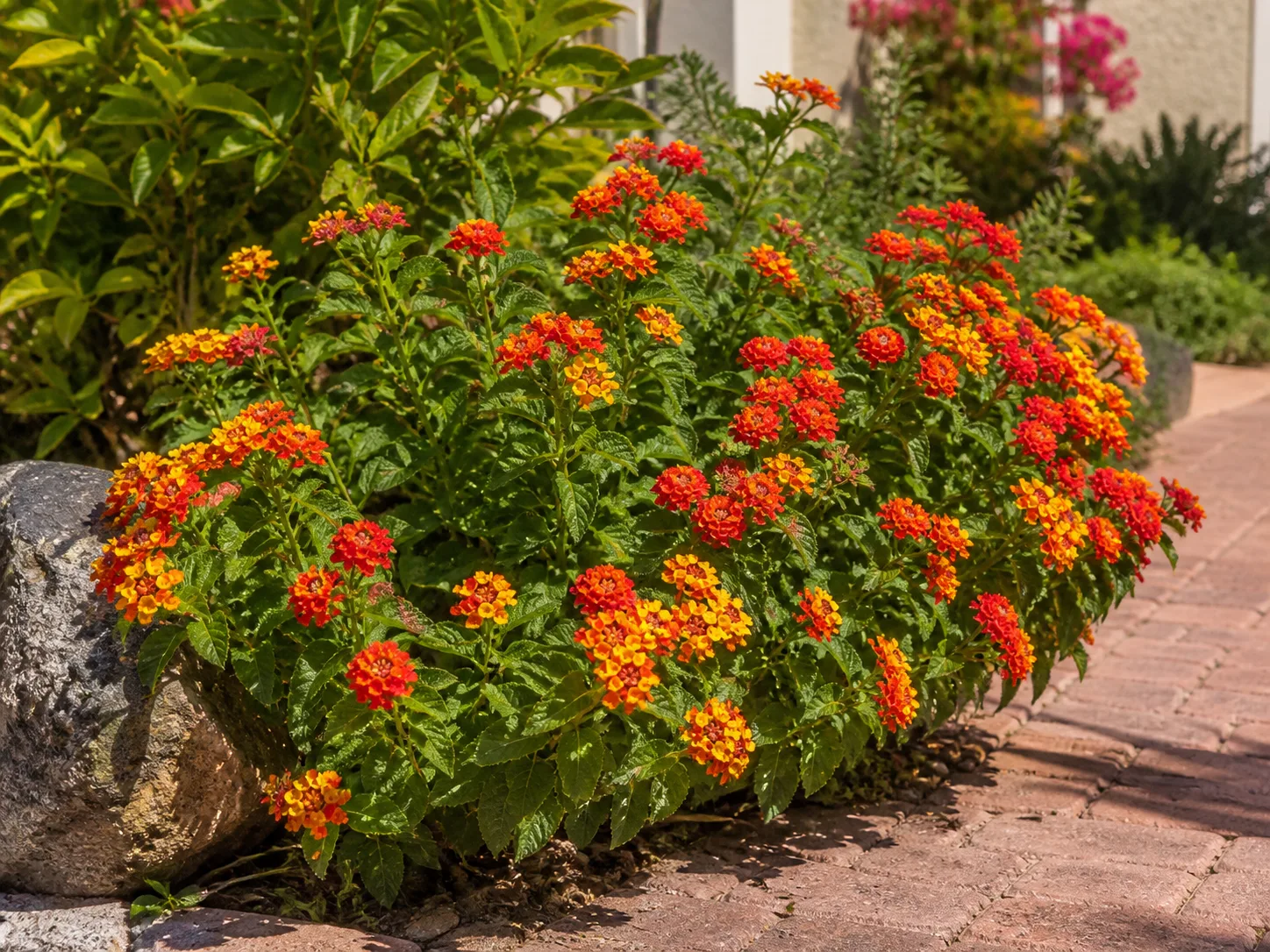 Colorful lantana mounds growing in a hot, sunny garden border