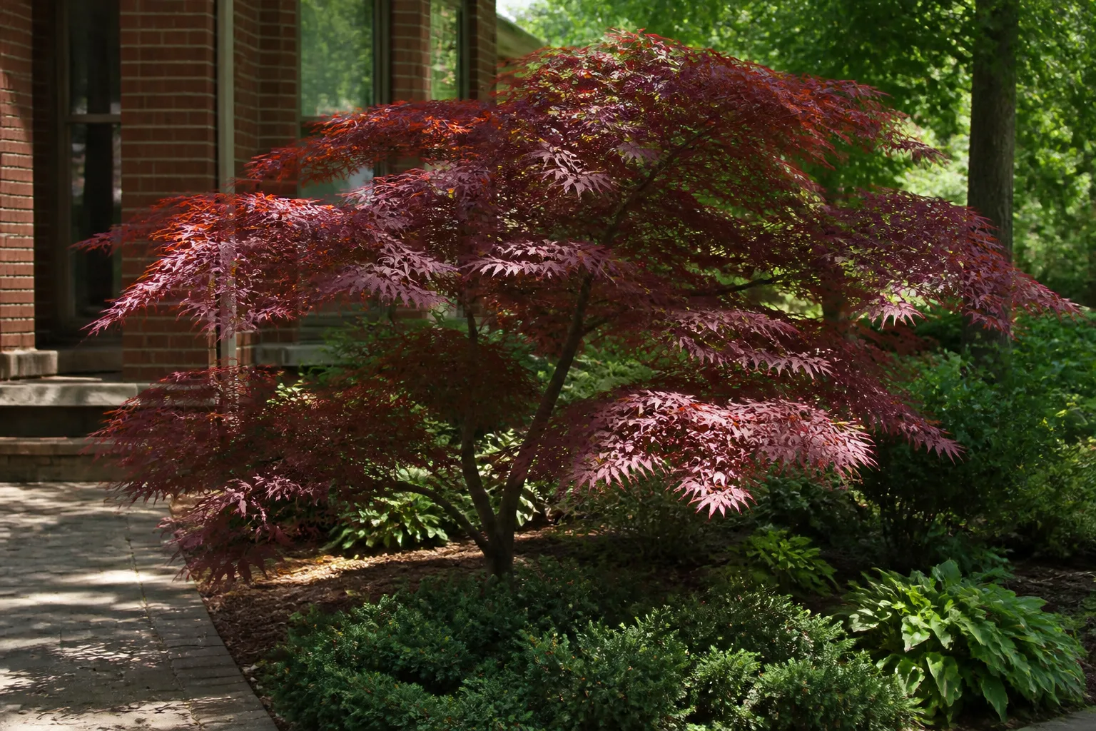 Japanese maple specimen and layered shrubs softening a stone walk beside lawn