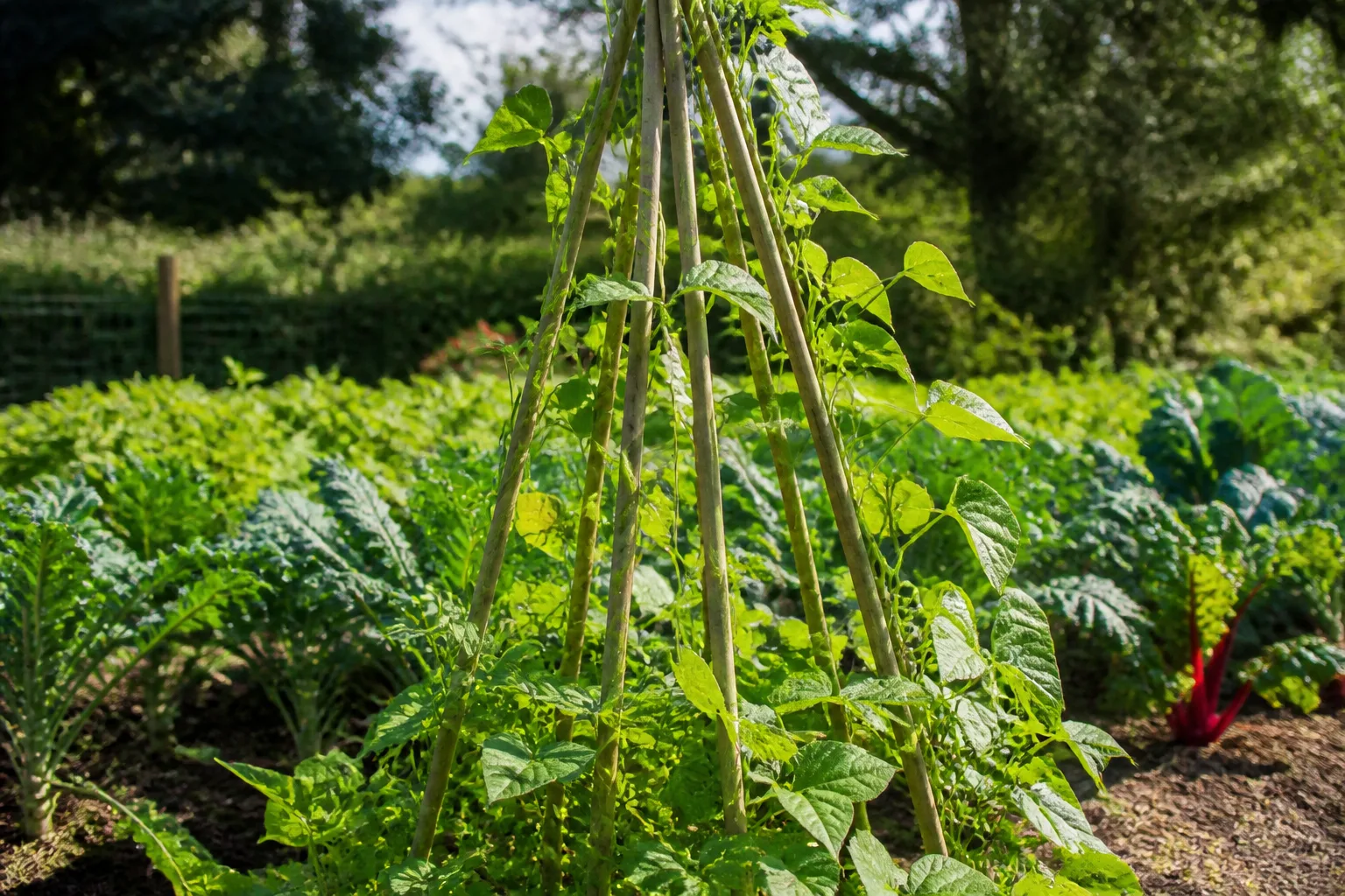 Bamboo pole bean teepee trellis with climbing green bean vines in a sunny vegetable garden