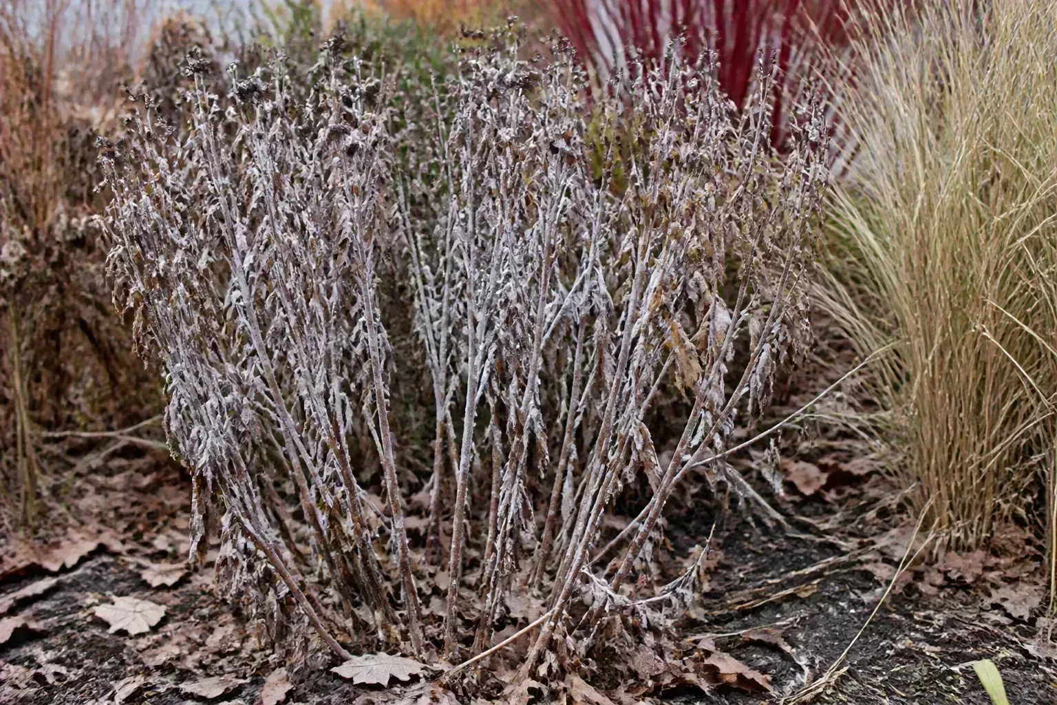 Bee Balm Monarda Stop Mildew Before It Overwinters for bee balm (monarda): stop mildew before it overwinters