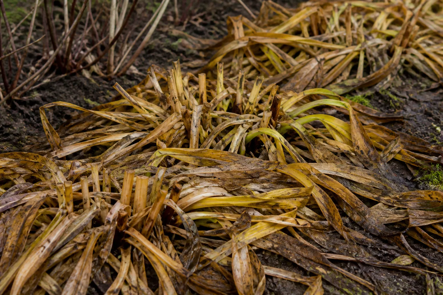 Daylilies Clear Mushy Foliage Before Mulch Goes Down for daylilies: clear mushy foliage before mulch goes down