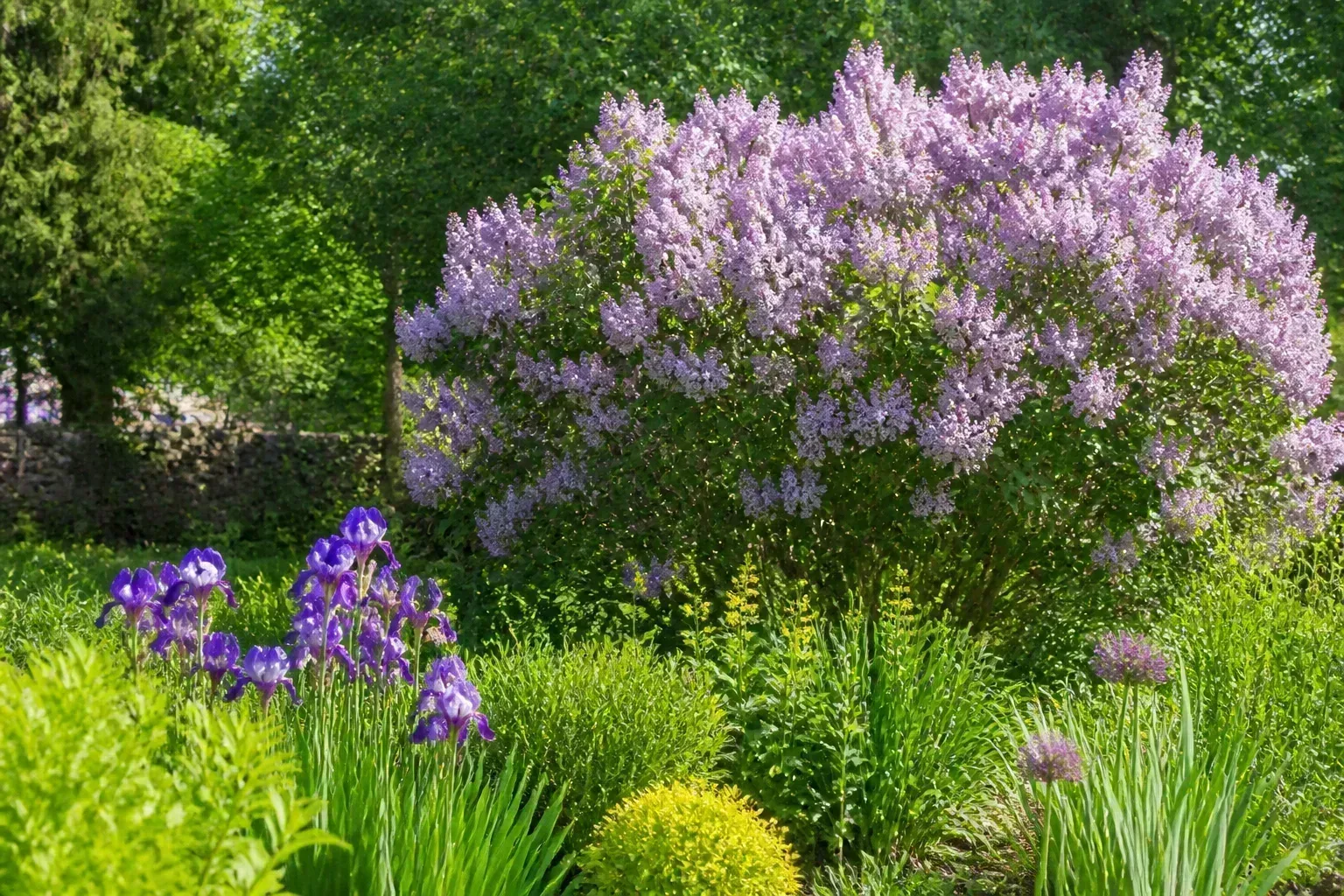 Purple lilac shrub in full spring bloom with dense fragrant flower clusters on woody stems