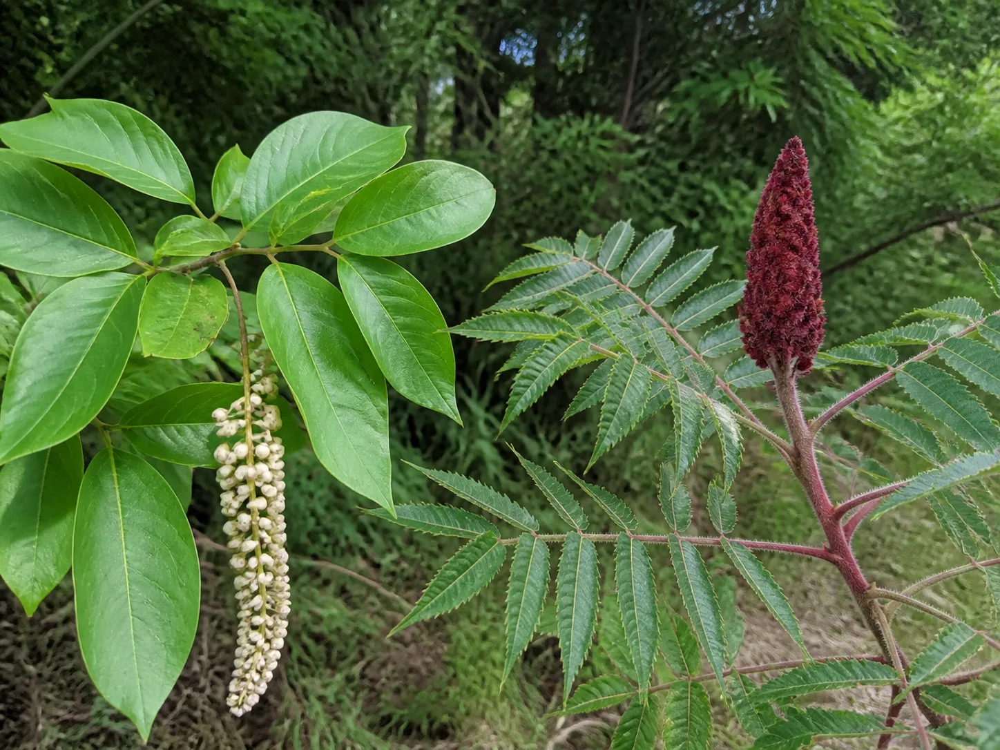 Poison sumac and staghorn sumac branch forms shown side by side for comparison
