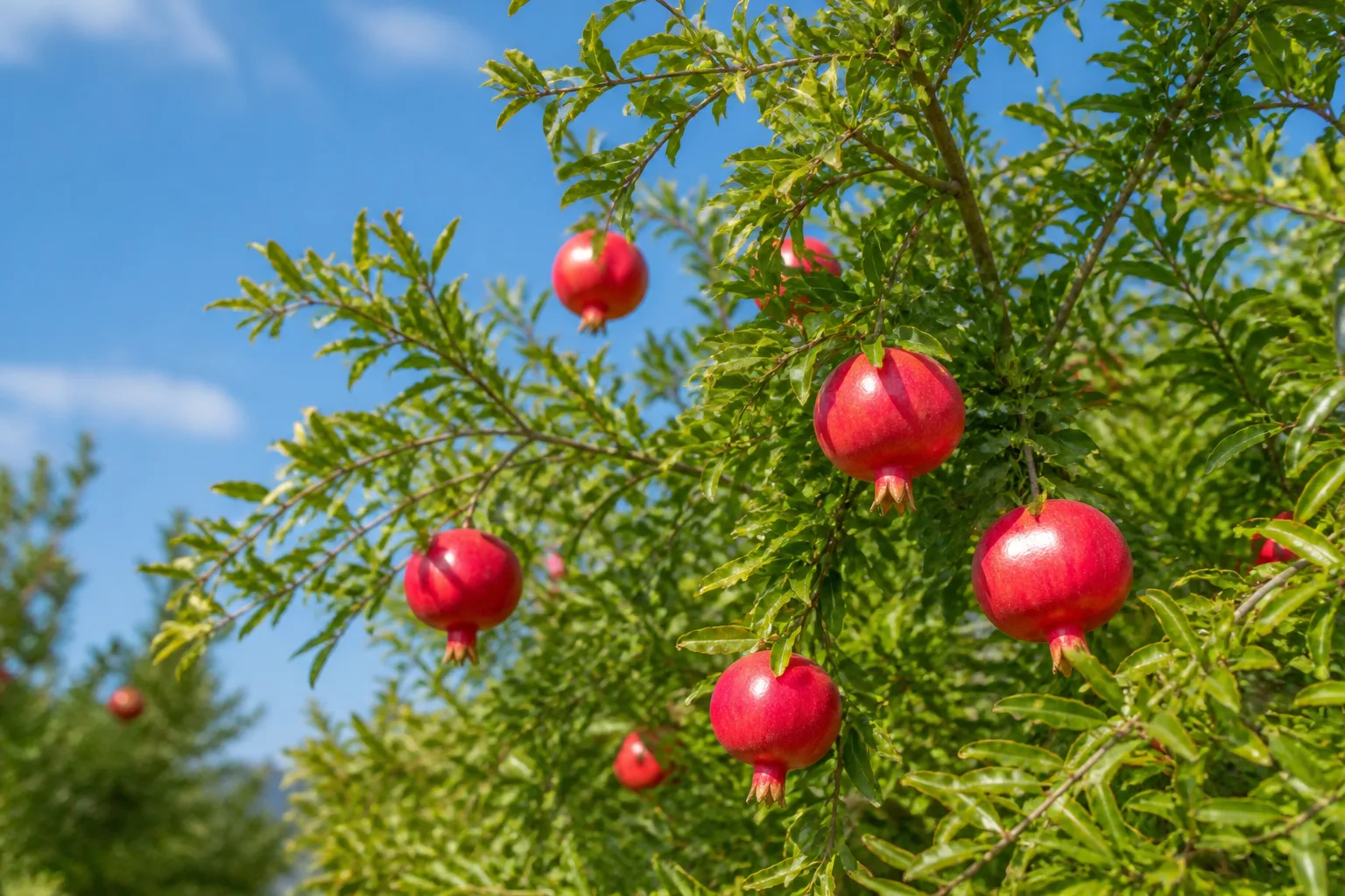 Ripe red pomegranates hanging on a pomegranate tree in full sun