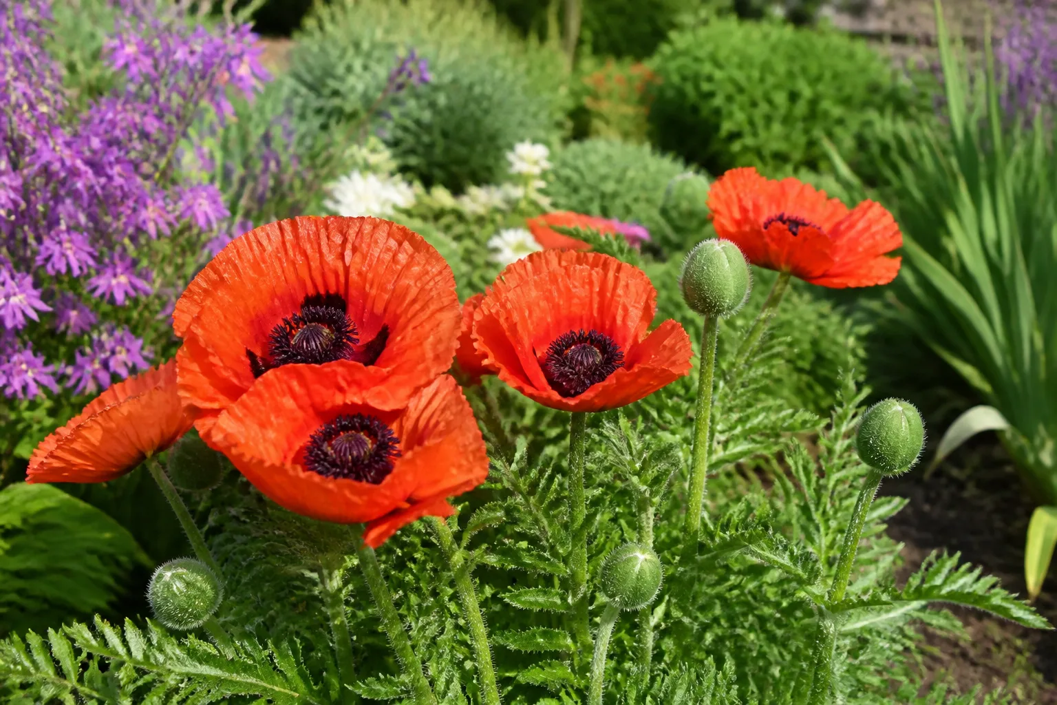 Large orange-red Oriental poppy flowers with black centers and finely divided gray-green foliage in a sunny perennial border
