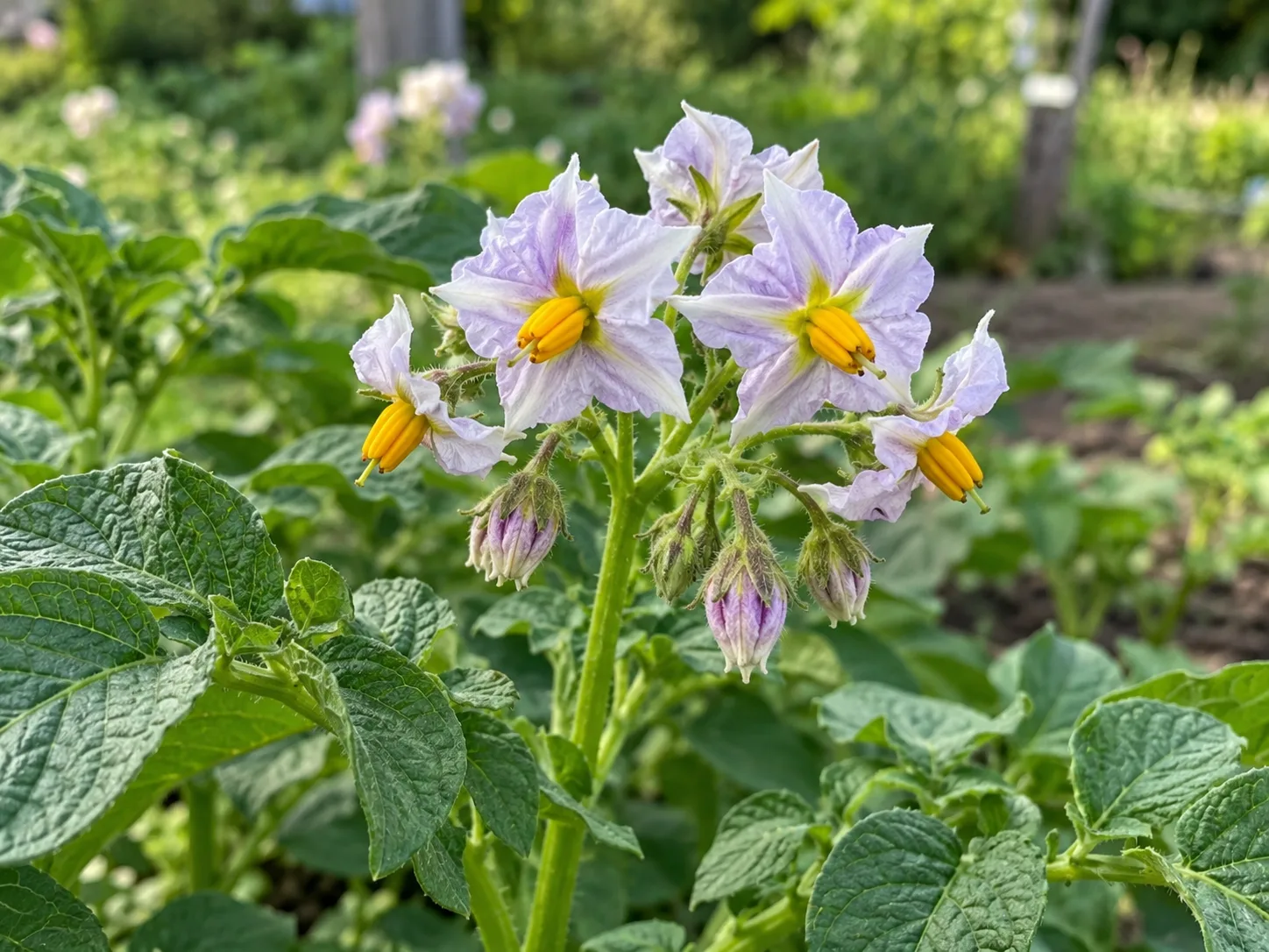 Close-up of pale lavender potato flowers with yellow centers among the plant’s textured leaves.