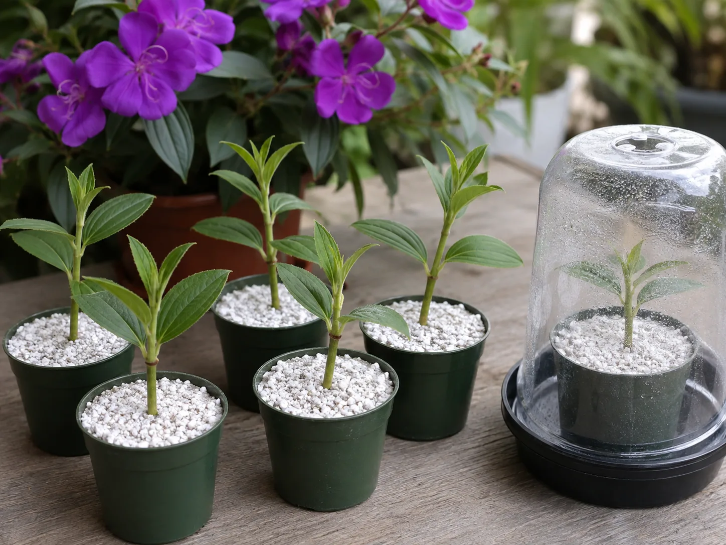 Princess flower softwood cuttings in perlite under a clear humidity dome