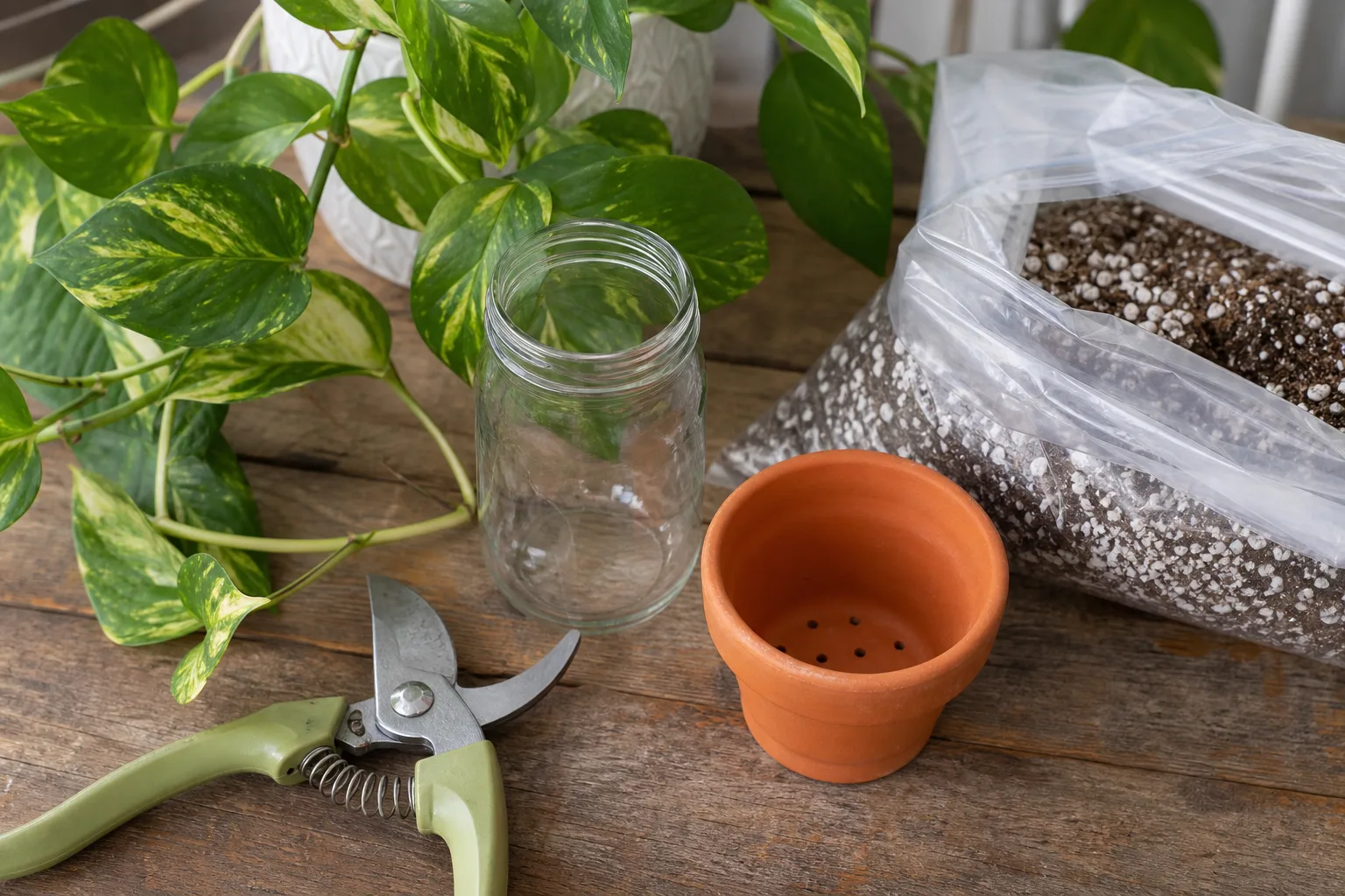 Before You Cut Timing Tools And Parent Plant Health for before you cut: timing, tools, and parent plant health