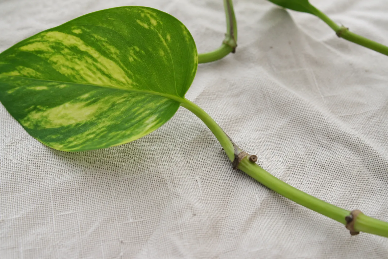 How Pothos Propagation Works for how pothos propagation works