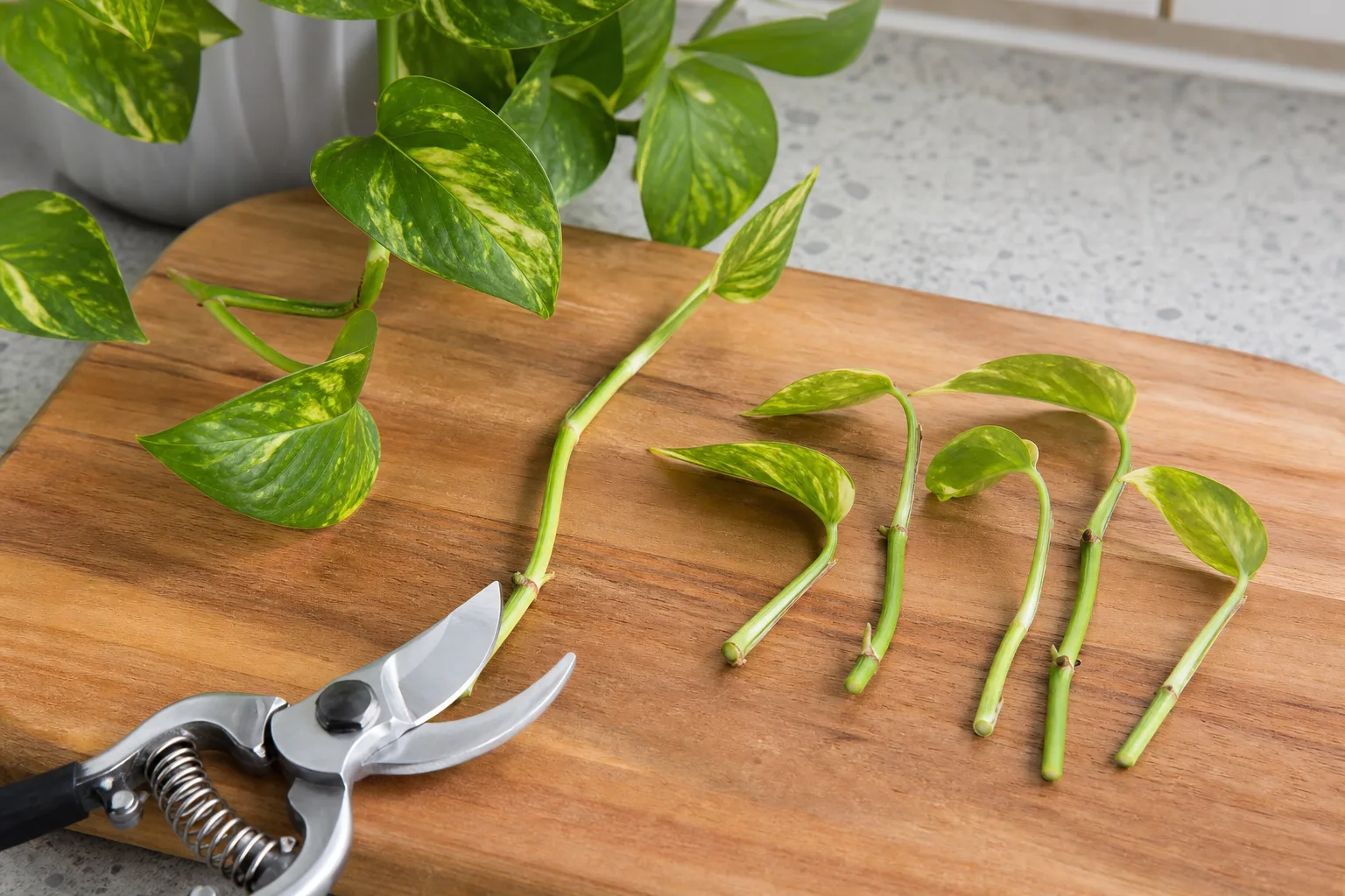 Where To Cut Pothos For Propagation for where to cut pothos for propagation