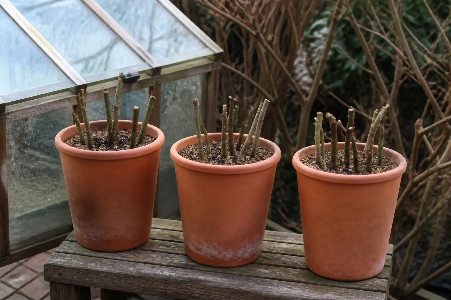 Rose hardwood cuttings in deep pots beside a simple cold frame in a winter garden