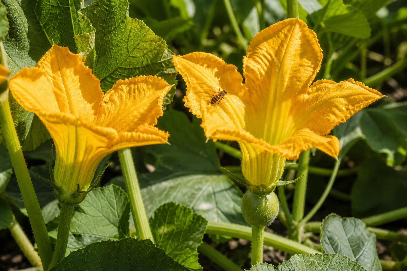 Bright yellow pumpkin flowers on a vine with a female bloom showing a tiny green ovary behind the petals