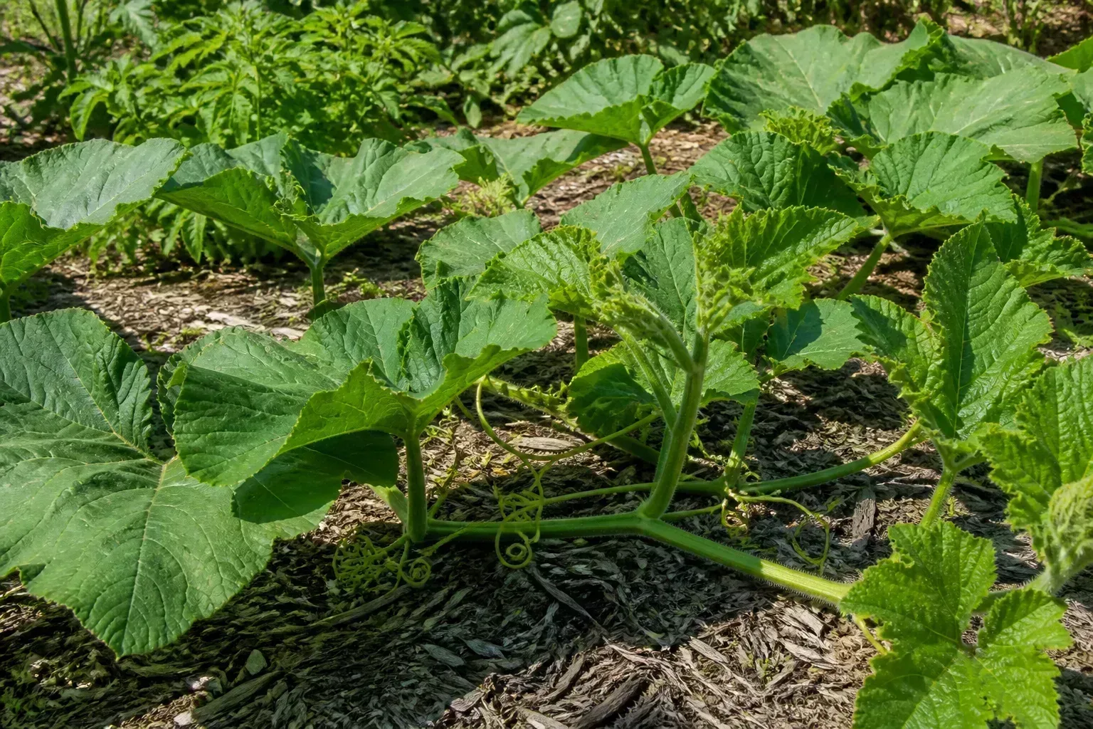 Sprawling pumpkin vines with large lobed leaves and curling tendrils across a mulched garden bed