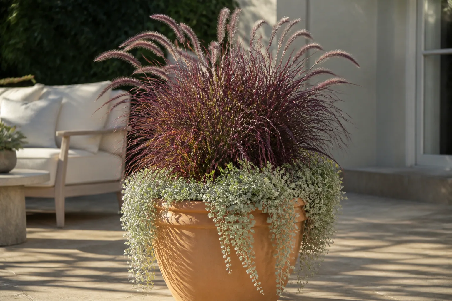 Purple fountain grass growing as thriller plant in a large terracotta container on a sunny patio