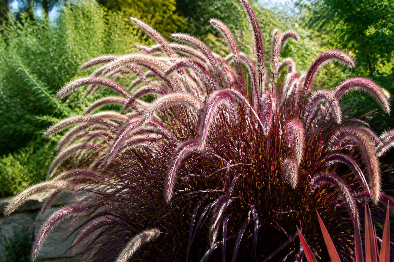 Arching purple fountain grass clump with burgundy-maroon blades and soft reddish bottlebrush plumes in a sunny perennial border