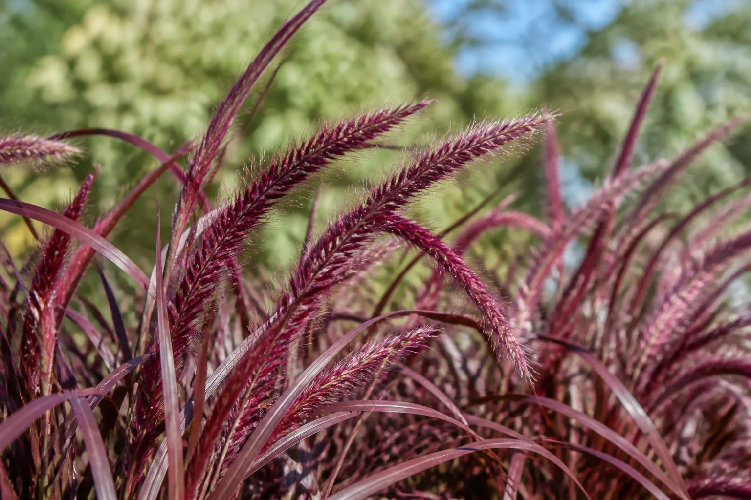 Burgundy purple fountain grass plumes in a full-sun ornamental border