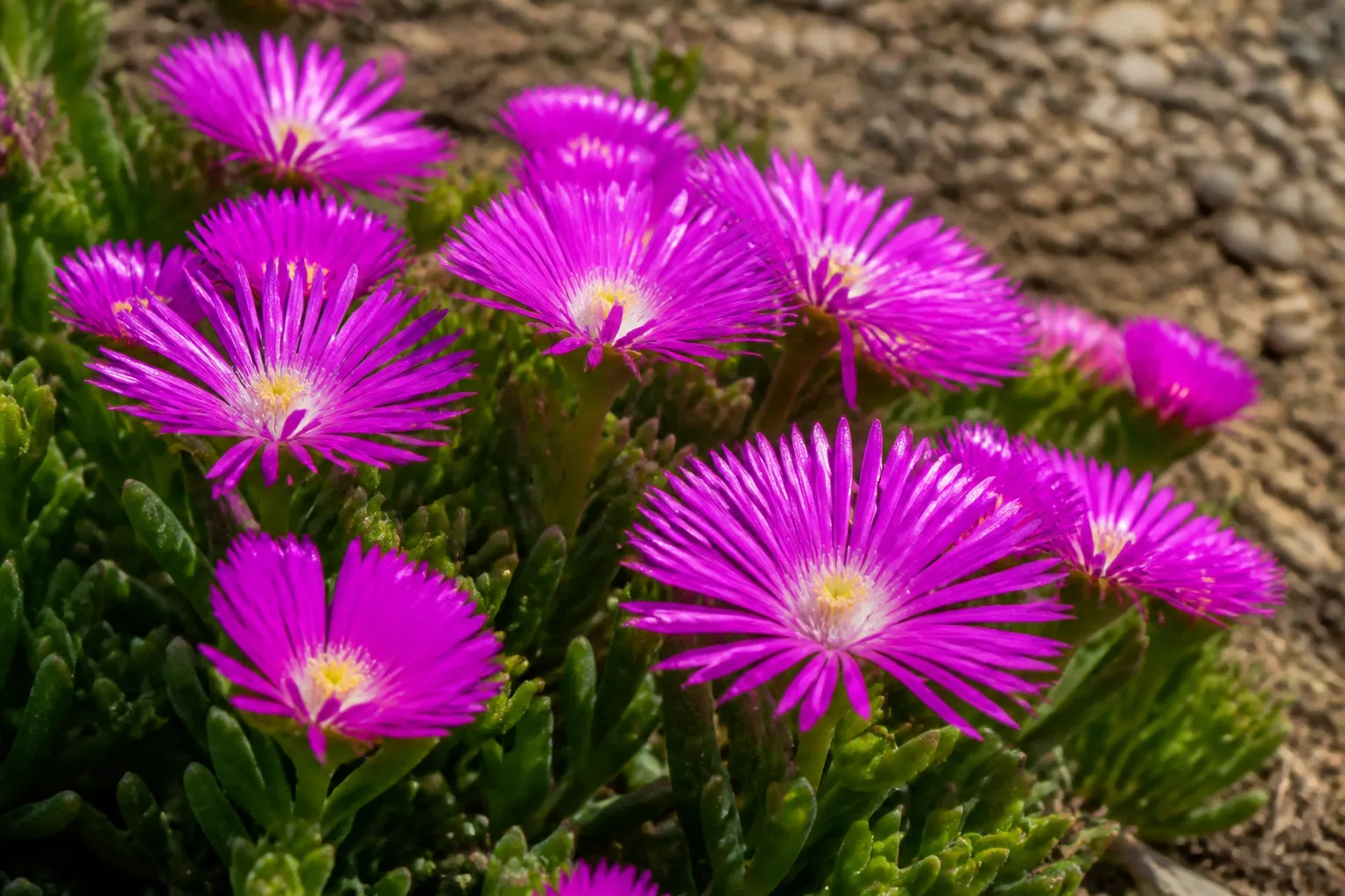 Purple ice plant Delosperma cooperi succulent groundcover with vivid magenta flowers on a gravelly sunny slope