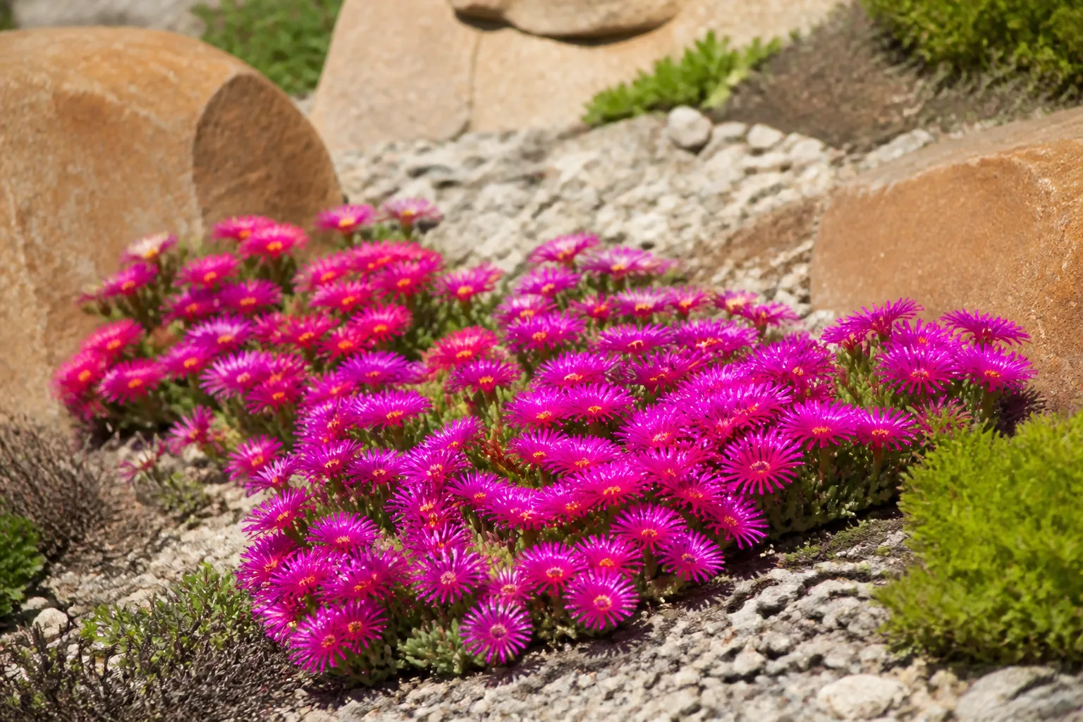 Purple ice plant Delosperma cooperi groundcover with vivid magenta flowers spreading across a sunny rock garden slope with gravel mulch