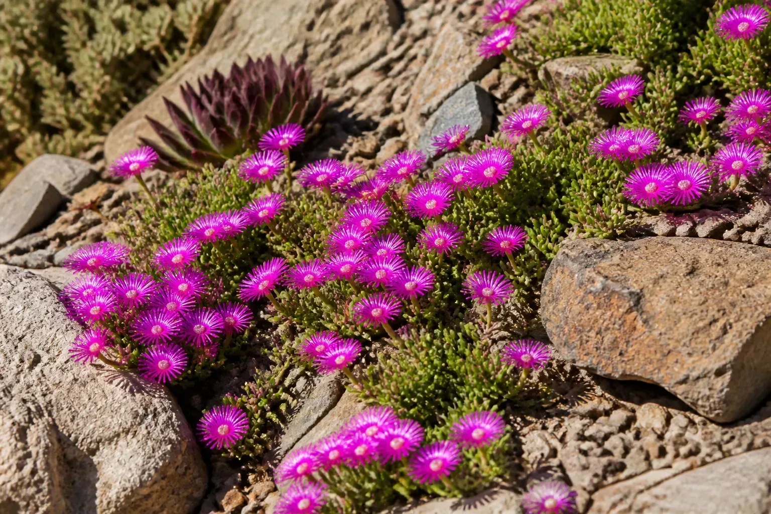 Succulent ground cover and colorful annuals in a sunny rock garden bed