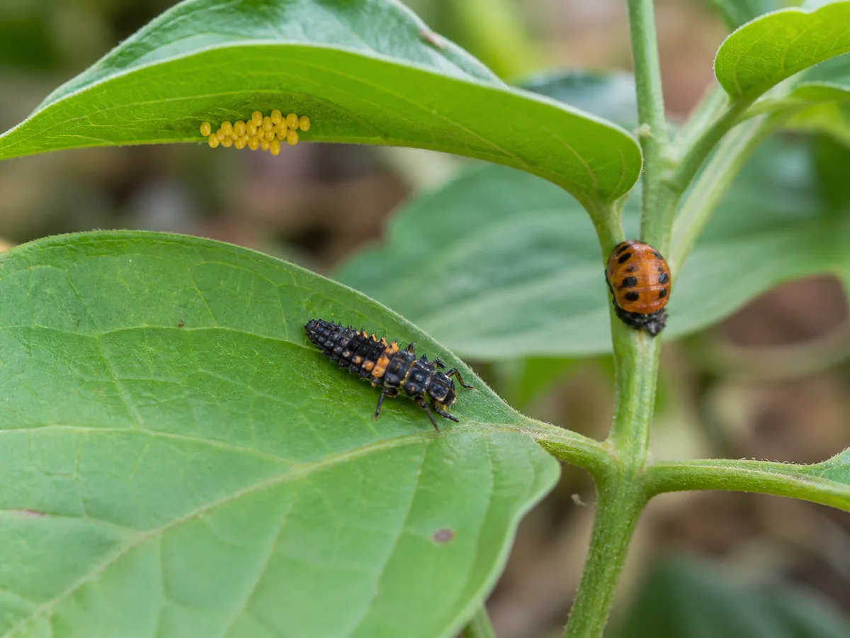 Ladybug eggs under a leaf, a spiny larva on the foliage, and a pupa attached to the stem