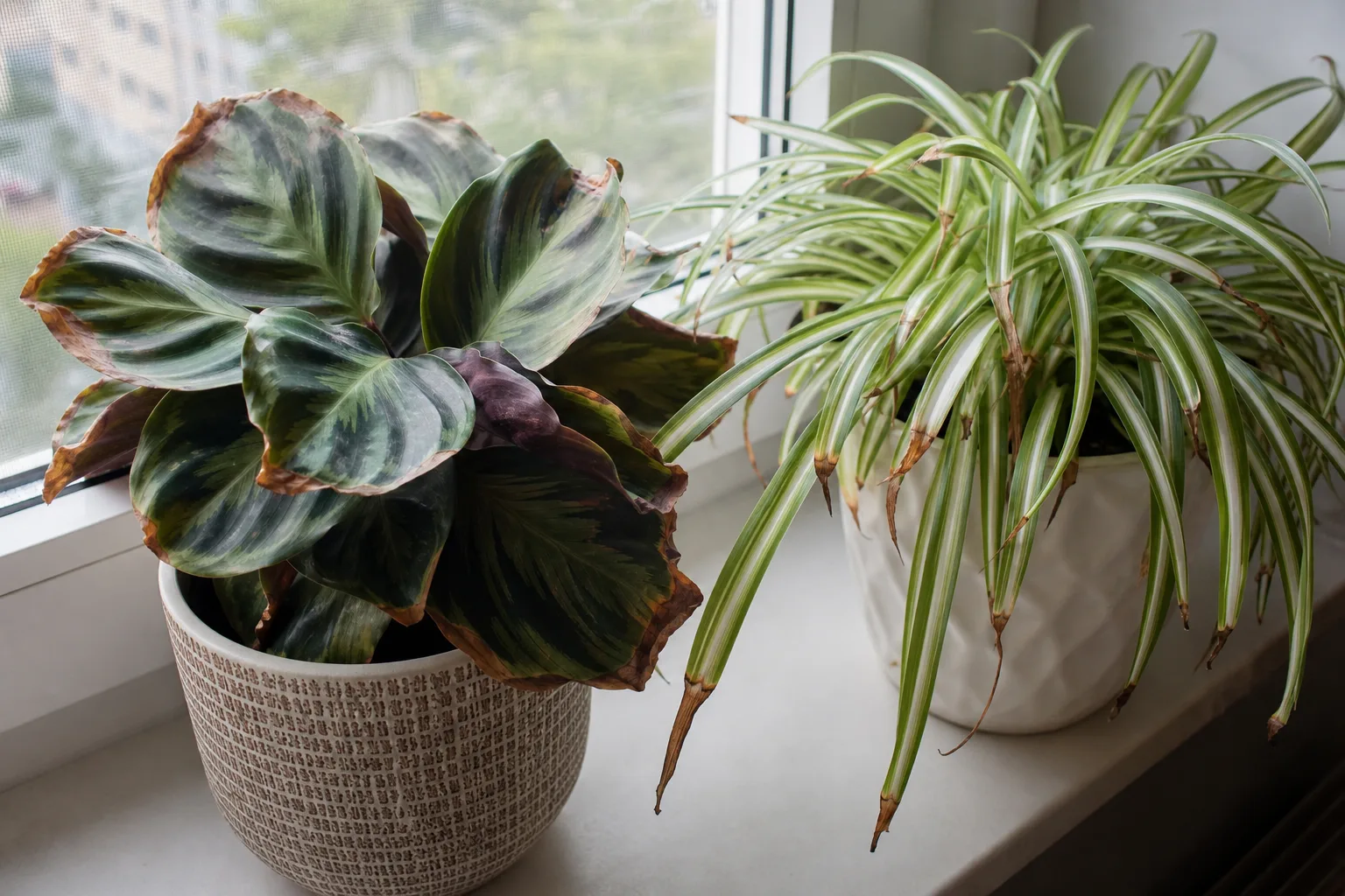 Why Tap Water Causes Problems For Some Houseplants for why tap water causes problems for some houseplants