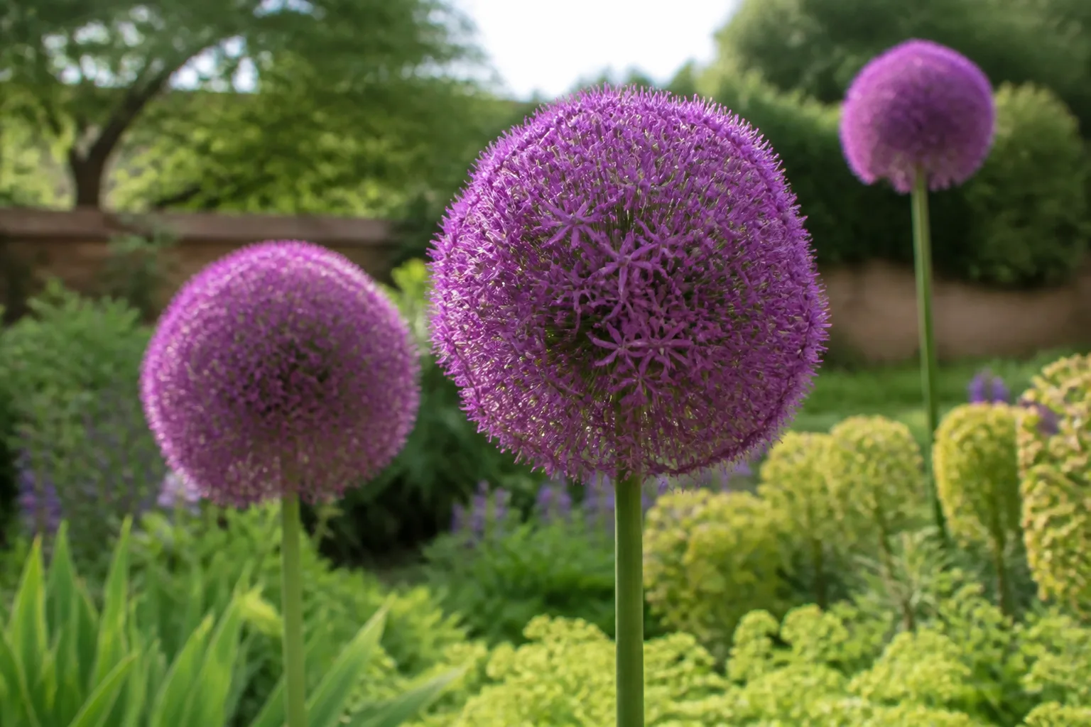 Ornamental allium purple globe flower on tall stem in spring border