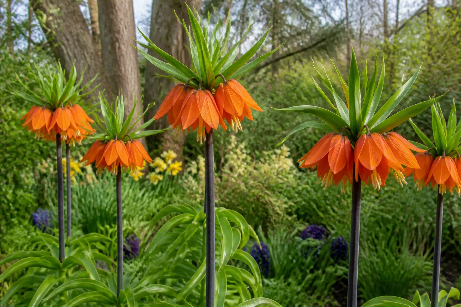 Crown imperial Fritillaria imperialis orange spring bloom on tall stem