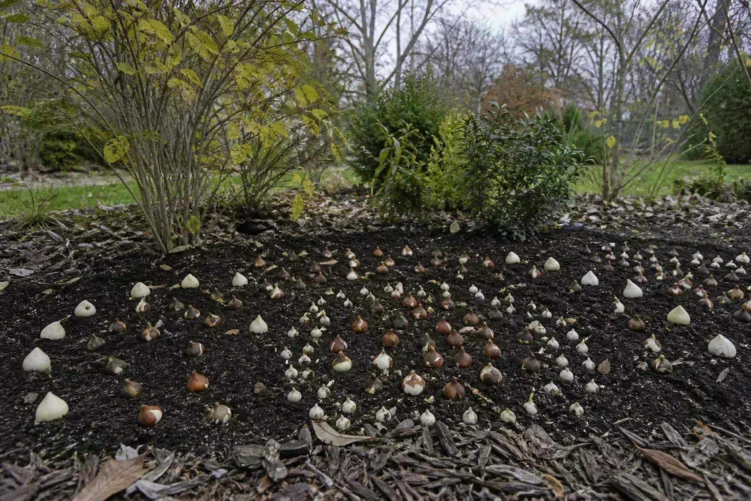 Late-autumn garden bed with spring flower bulbs arranged on cool soil ready for November planting