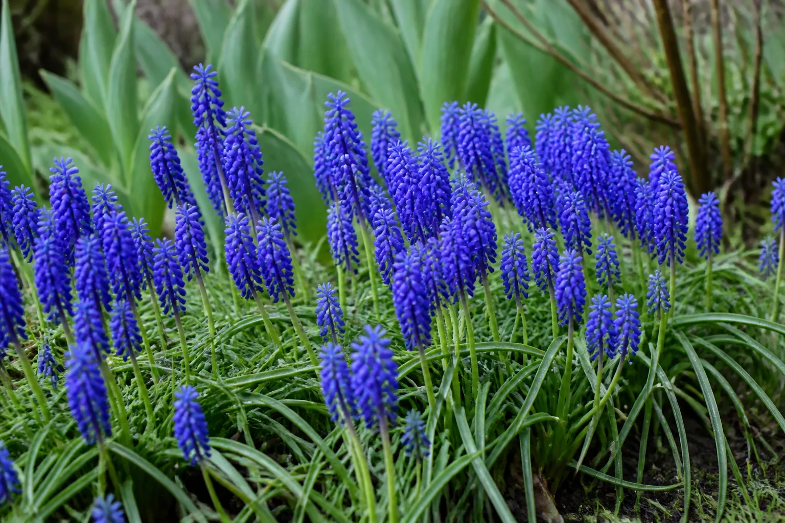 Grape hyacinth Muscari blue bead flowers in mid-spring garden bed