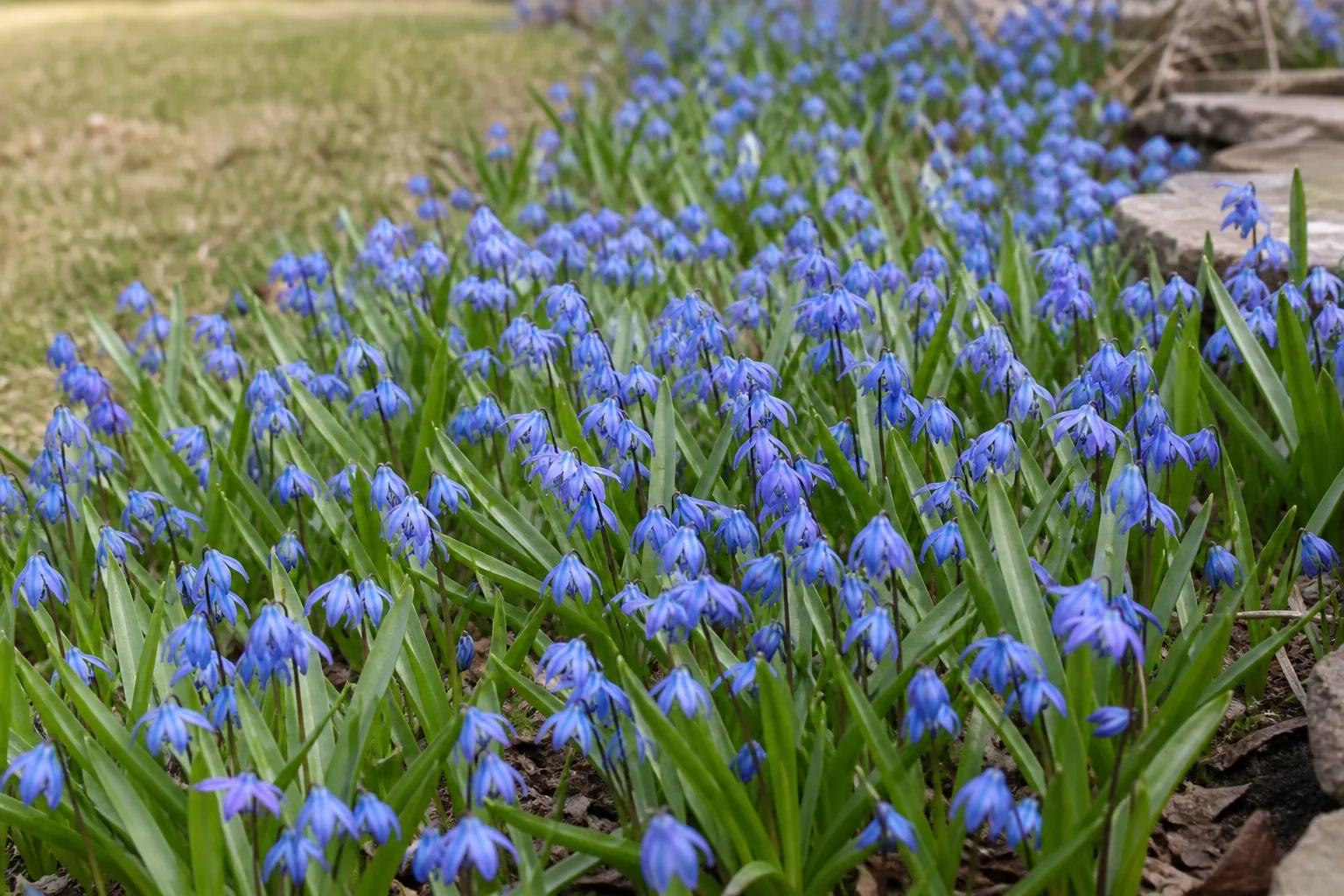 Siberian squill Scilla siberica blue carpet in early spring lawn edge