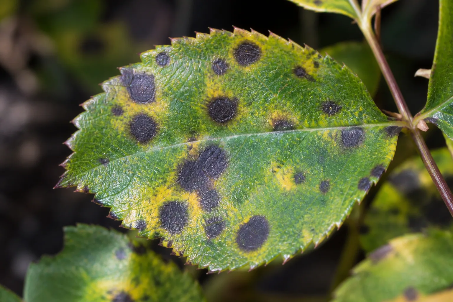 Rose leaf with purple-black black spot lesions surrounded by yellow halos