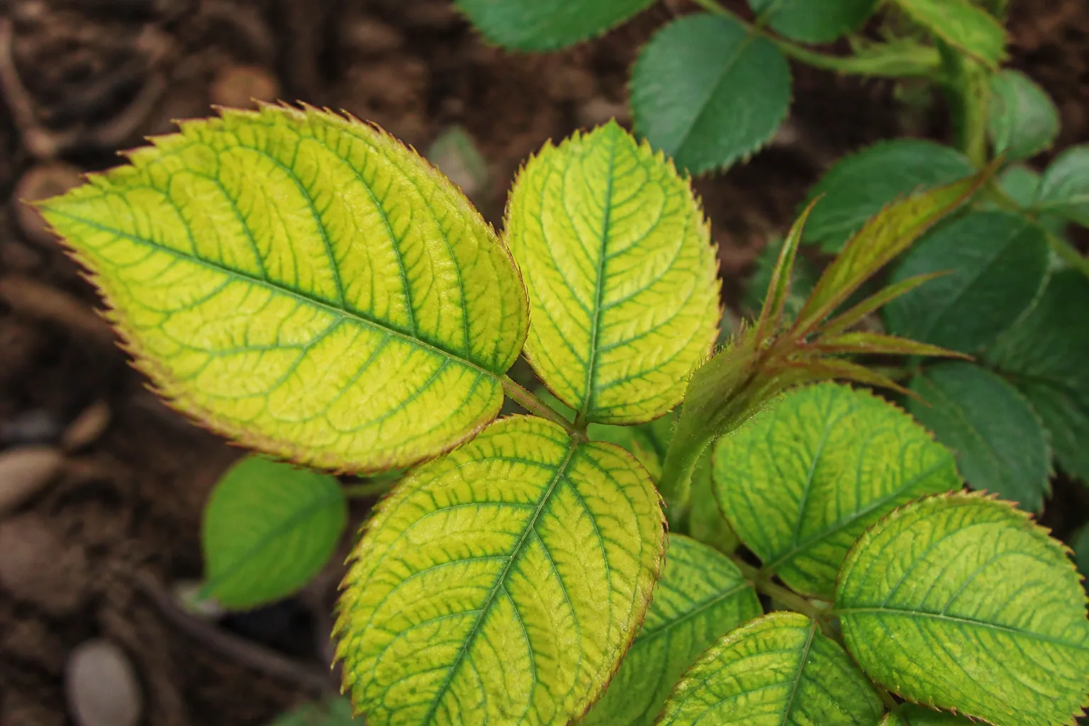Rose leaf with interveinal chlorosis showing yellow tissue between green veins on young foliage