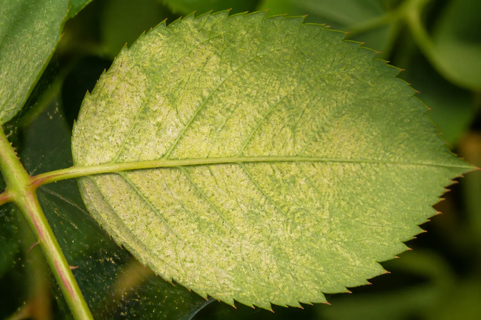 Underside of a rose leaf with fine pale stippling and slight webbing from spider mite feeding damage