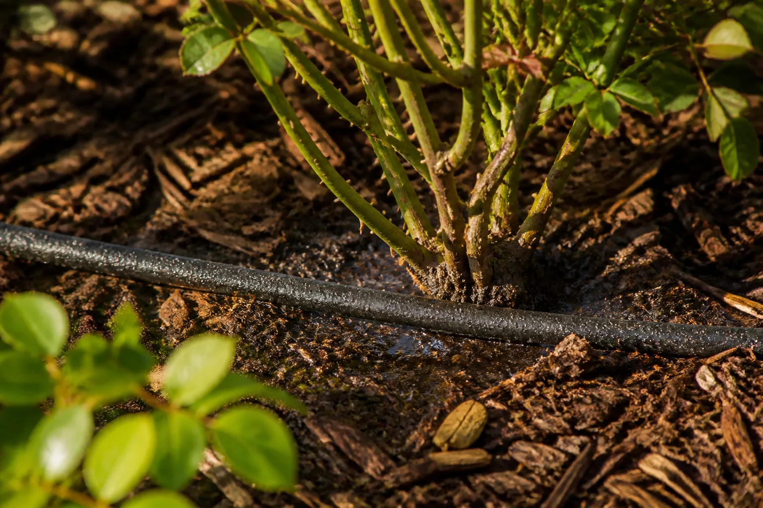 Soaker hose delivering water at the soil line of a mulched rose bush