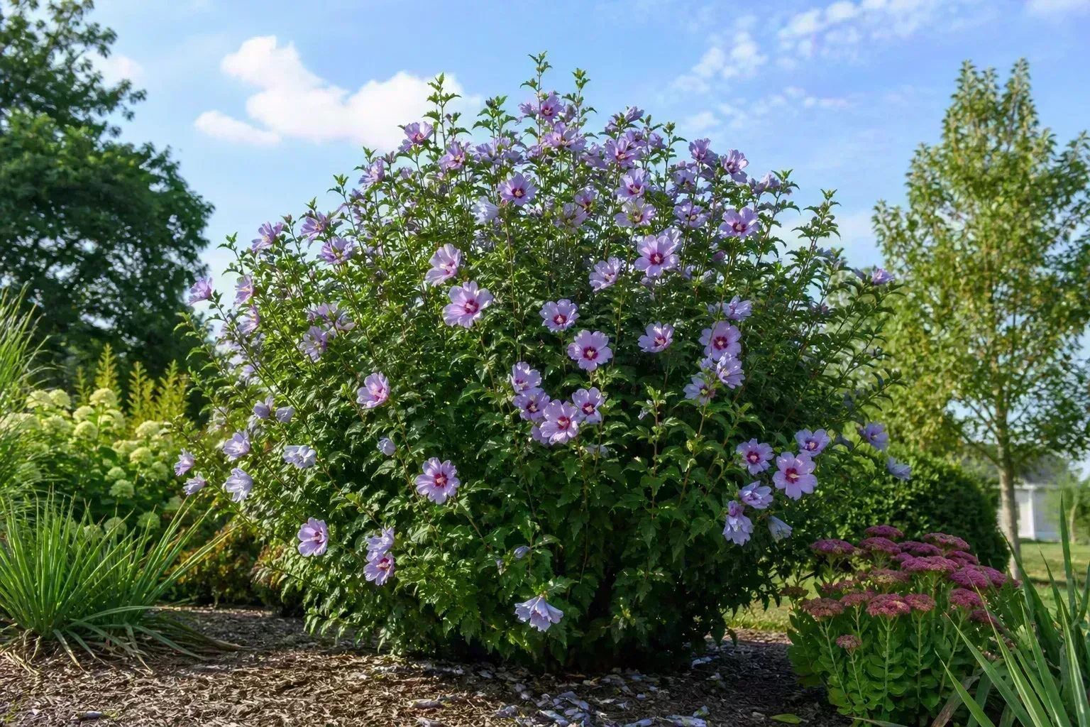 Quick Answer Rose Of Sharon Care At A Glance for quick answer: rose of sharon care at a glance