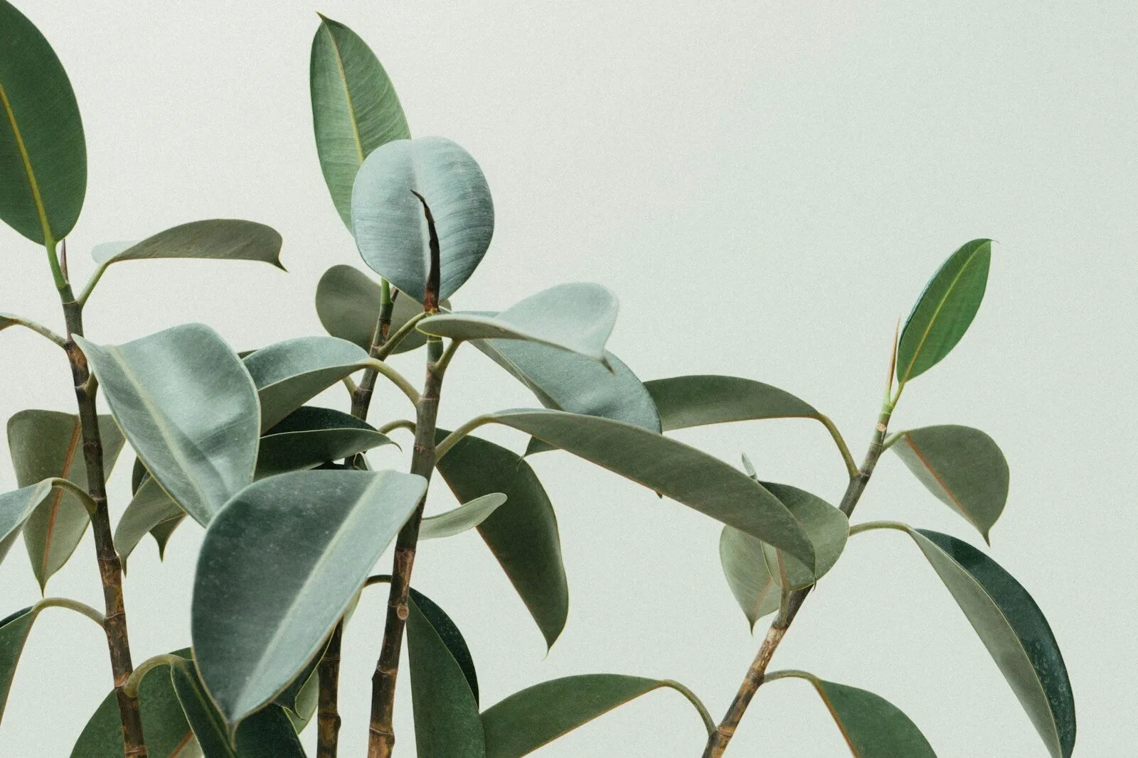 Close view of thick, glossy rubber plant leaves and upright stems